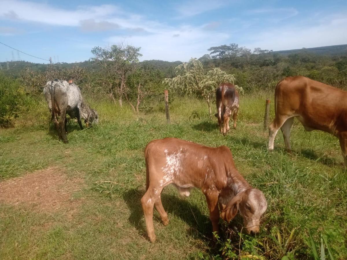 Chale Aconchegante, Pertinho Da Cidade E Conectada A Natureza ブラジリア エクステリア 写真